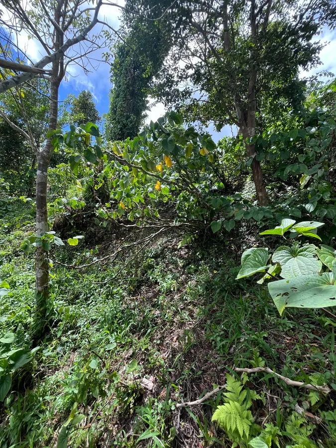Exploring land in Fiji: trees on the land